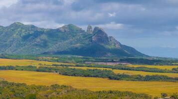 Lush green landscape of Kauai with the Sleeping Giant ridge in the background, golden fields in the foreground, and a partly cloudy sky above. photo