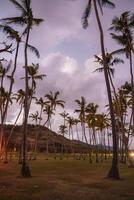 A tranquil scene of tall palm trees under a dusky sky with scattered clouds, a grassy foreground, and a sloping hill in the background in Hawaii. photo