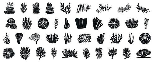 Collection of linocut hand-drawn botanical seaweed and aquatic plant illustrations in black ink style, featuring various underwater flora and coral, isolated on transparent background vector