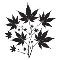 Japanese maple leaves silhouette graphic design element vector