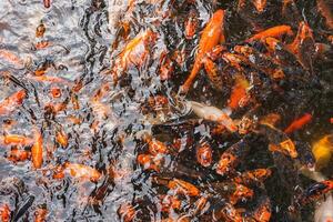 A vibrant group of koi fish with orange, black, and white patterns swim in a rippling pond, reflecting light in a serene garden setting in Hawaii. photo