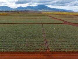 Neatly organized rows of pineapple crops on red soil with lush green mountains in the background under a partly cloudy sky in Oahu, Hawaii. photo