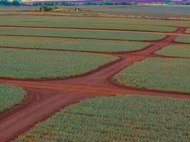 Neatly organized rows of pineapple plants with red dirt paths, a small structure, and distant trees on Oahu island's Dole plantation. photo