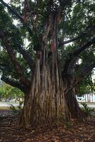 A large banyan tree with cascading aerial roots stands in a park surrounded by palm trees, a paved pathway, and lush tropical greenery in Hawaii. photo