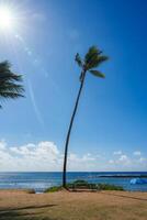 A tall palm tree leans over a bench on dry grass near sparkling ocean waters. A breakwater extends into the sea, with a beach umbrella in the distance. photo