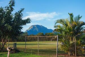 A rugged mountain of the Napali cliffs on Kauai island framed by palm trees and greenery. A chain link fence encloses a grassy area in the foreground. photo