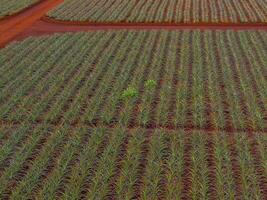 Rows of green pineapple plants grow in red soil, divided by dirt paths in a grid pattern. Likely part of the Dole plantation on Oahu, Hawaii. photo