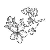 Sakura branch in engraving style vector