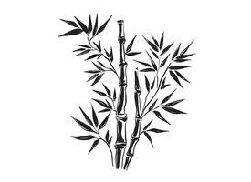 Bamboo tree on white, Hand drawn style. vector