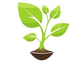 illustration of a green plant growing from soil with multiple leaves and a strong stem vector