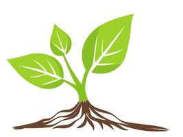 Leafy plant sprouting from soil with vibrant green leaves and roots in a minimalist style vector