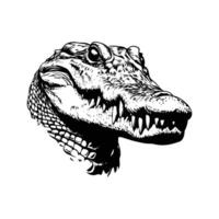 Isolated crocodile head on white background showing sharp teeth and powerful jaws vector