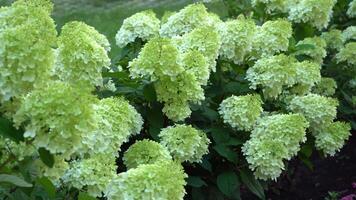 White and green hydrangea flowers. Flowering in the garden in summer. Large bud. Hydrangea swaying branches in the wind. video
