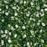 Top view photo of grass mixed with tiny white stones, seamless texture