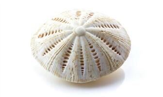 A white seashell with a pattern on it photo