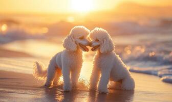 Two white poodles are on the beach, one on the left and one on the right photo