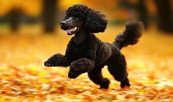 A black poodle is running through the leaves photo