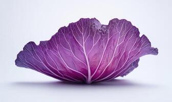 A purple leaf of a cabbage photo