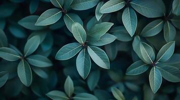 Close-up of dark green leaves creating a natural, calming background. The leaves are arranged in a clustered, repeating pattern. photo