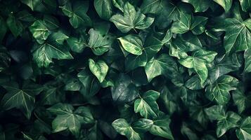 Lush green ivy leaves create a dense and vibrant natural tapestry, showcasing nature's intricate patterns and textures in a captivating display. photo