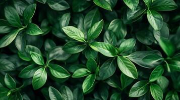 Lush green foliage creates a vibrant and refreshing natural background with a textured and organic pattern of leaves. photo