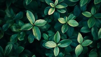 Lush green leaves create a calming nature scene. Perfect for adding a touch of serenity to your project. Nature's beauty captured. photo