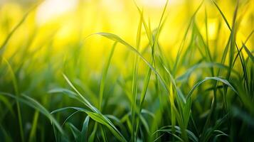 Sunlit blades of grass fill the frame in a vibrant, sun-kissed display of nature's simple beauty, with the grass swaying gently in the breeze. photo