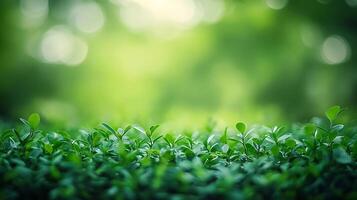 Lush green foliage fills the frame, bathed in soft light. Leaves gleam against a blurred background, symbolizing growth and freshness. photo