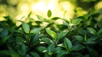 Lush green leaves with a soft, warm glow create a refreshing, natural scene, inviting tranquility and connection to the environment. photo
