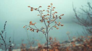 A serene autumnal scene featuring a lone, bare tree branch set against a soft, muted background photo