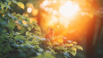 Sunlight filtering through leaves, highlighting a rabbit's presence photo