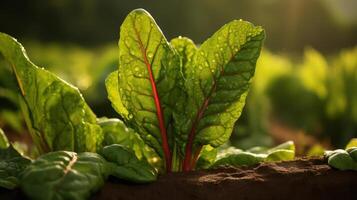 Close-up of Swiss chard with dew on leaves photo