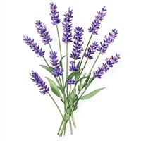 A beautiful arrangement of fresh lavender flowers with vibrant purple blooms and green leaves, perfect for bringing a touch of nature and tranquility to any space. photo