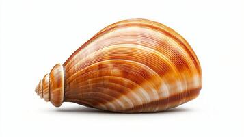 A beautifully textured shell displaying intricate patterns and vivid colors. This natural object captures the elegance of marine life and symbolizes tranquility in nature. photo