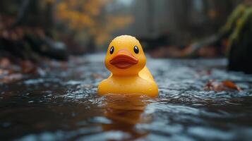 A rubber duck floating in a stream photo