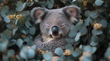 A koala bear is sleeping in the leaves photo