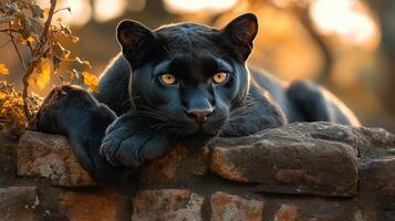 Black panther rests on ancient stone structure photo