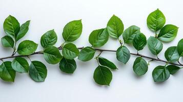 Green leaves on a branch photo