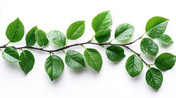 Green leaves on a branch. photo