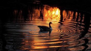 A duck swimming in a pond at sunset photo