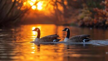 Two geese swimming in the water at sunset photo