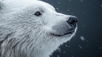 A polar bear is looking up at the sky photo