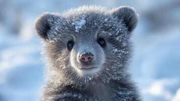A baby bear in the snow photo