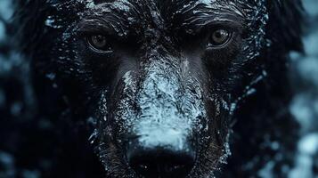 A close up of a dog's face with snow on it photo