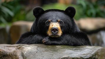 A black bear sitting on a rock photo