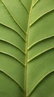 A close-up view of a fresh leaf, focusing on the fine, intricate veins running through it. photo
