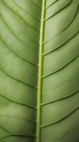 A detailed close-up of a leafs surface, highlighting the delicate veins that form its natural grid. photo