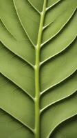 A macro shot of a green leaf, showcasing the detailed vein patterns in sharp focus. photo