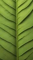 A detailed shot of a green leaf, revealing the fine, webbed veins that run through it. photo