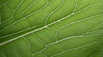 A close-up of a bright green leaf, emphasizing the fine, web-like veins running throughout. photo